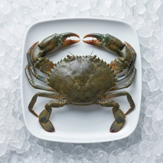 Mud crab  - 1kg
