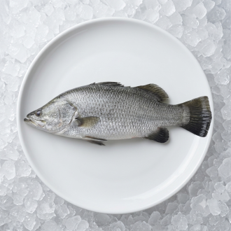 Arabian seabass  1 kg