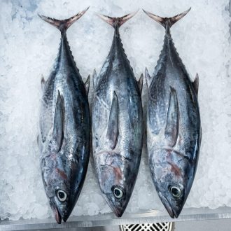 Gubab (Albacore)1p- 2kg+