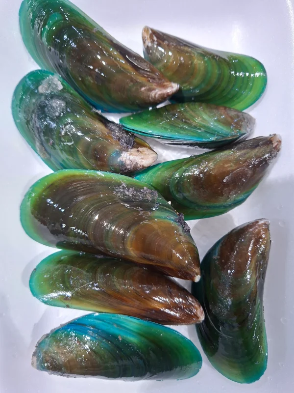 Shell 500g Green shells -500g – Fresh Fish Hub