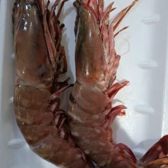 Jumbo tiger shrimps U5_7 - 500g
