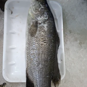 Local seabass. 500 grams