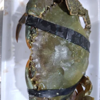 Mud crab  - 500g