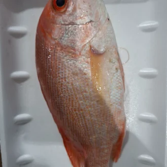 Red snapper 500g