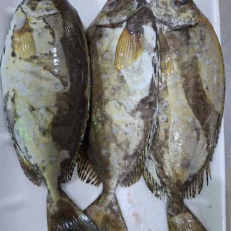 Safi - 500g