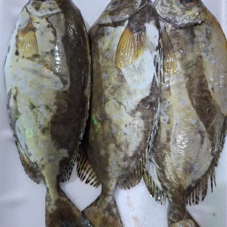 Safi. 1kg