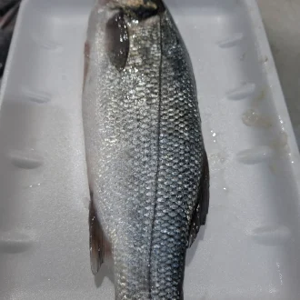 Seabass 500g