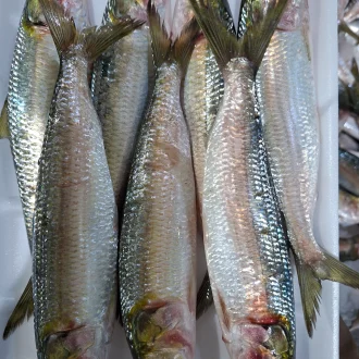 Serdien big  500 grams