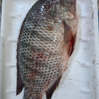 Tilapia 500g -