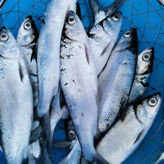 milk fish  1kg