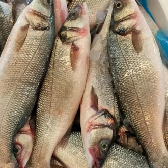 Seabass 1kg