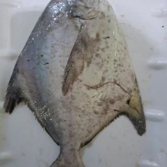 White pomfret - 500 grams