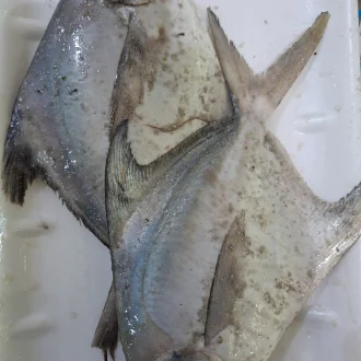 White pomfret 1kg